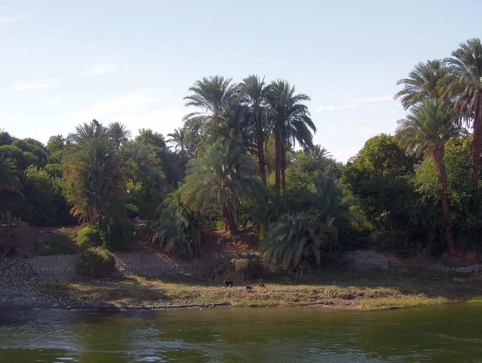 Palm trees and grazing goats on the bank of the Nile