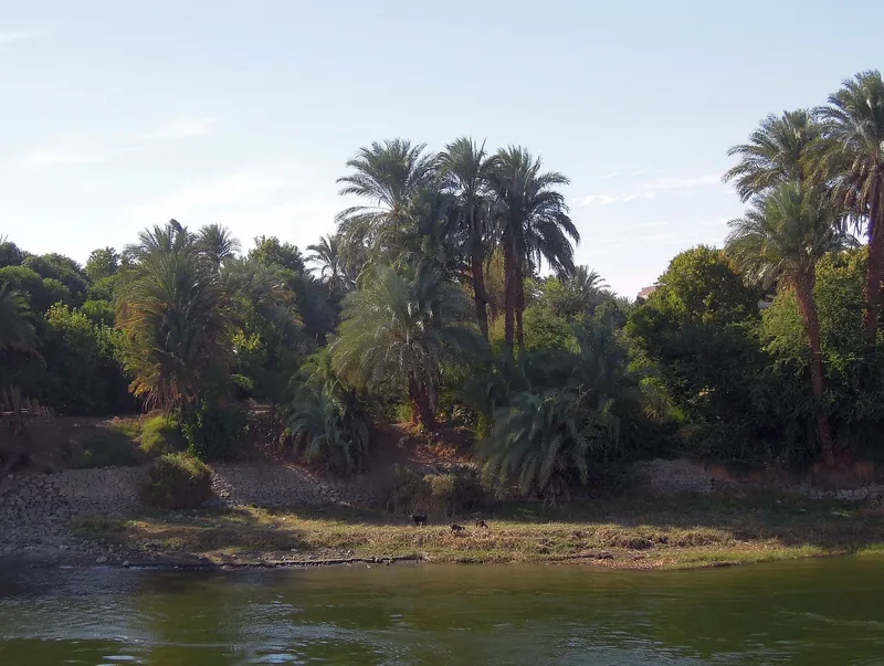 Palm trees and grazing goats on the bank of the Nile