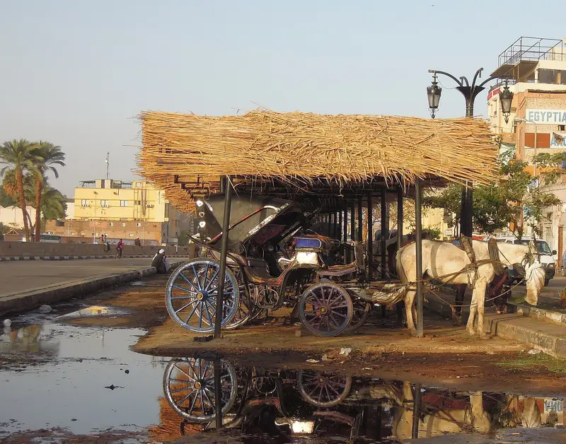 Horse-drawn carriages waiting under a reed shelter in Luxor
