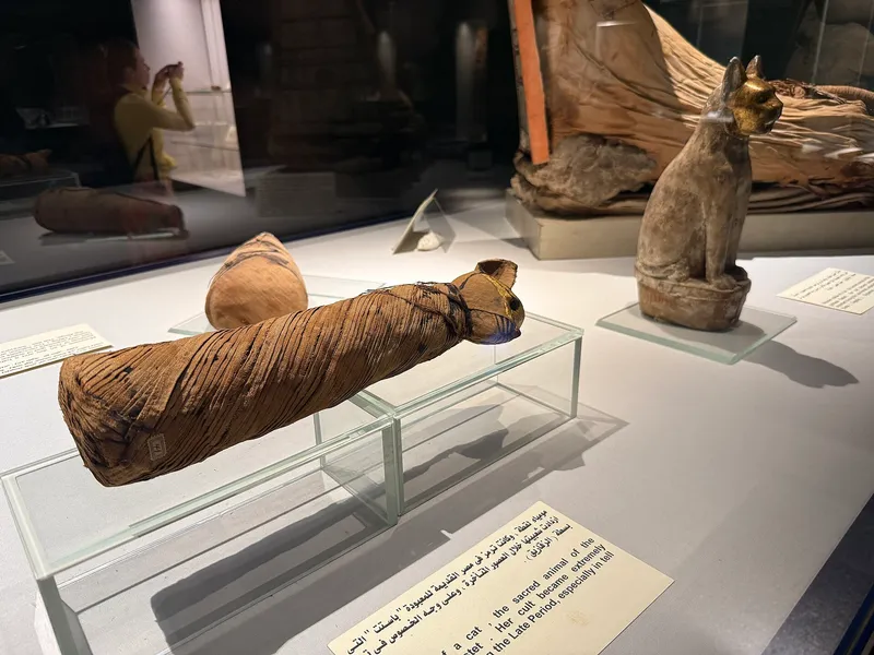 Wrapped cat mummies and a cat statue in a case at the Mummification Museum
