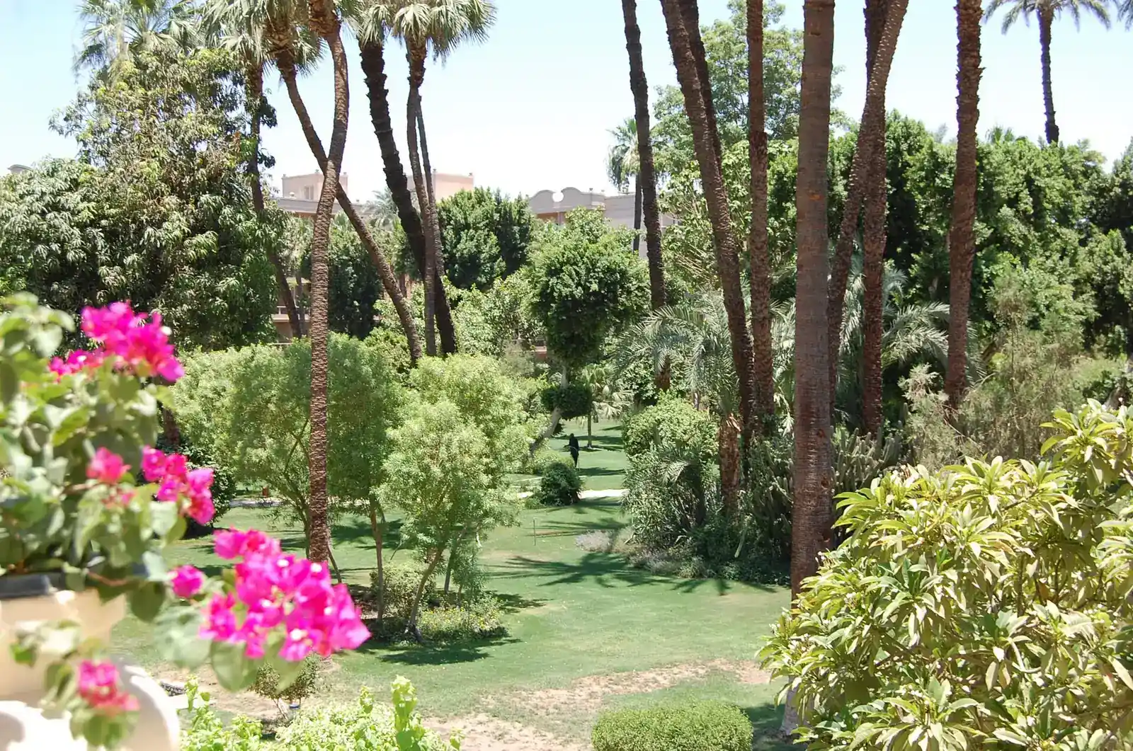 Hotel garden in Luxor with tall palms, lawn and pink bougainvillea